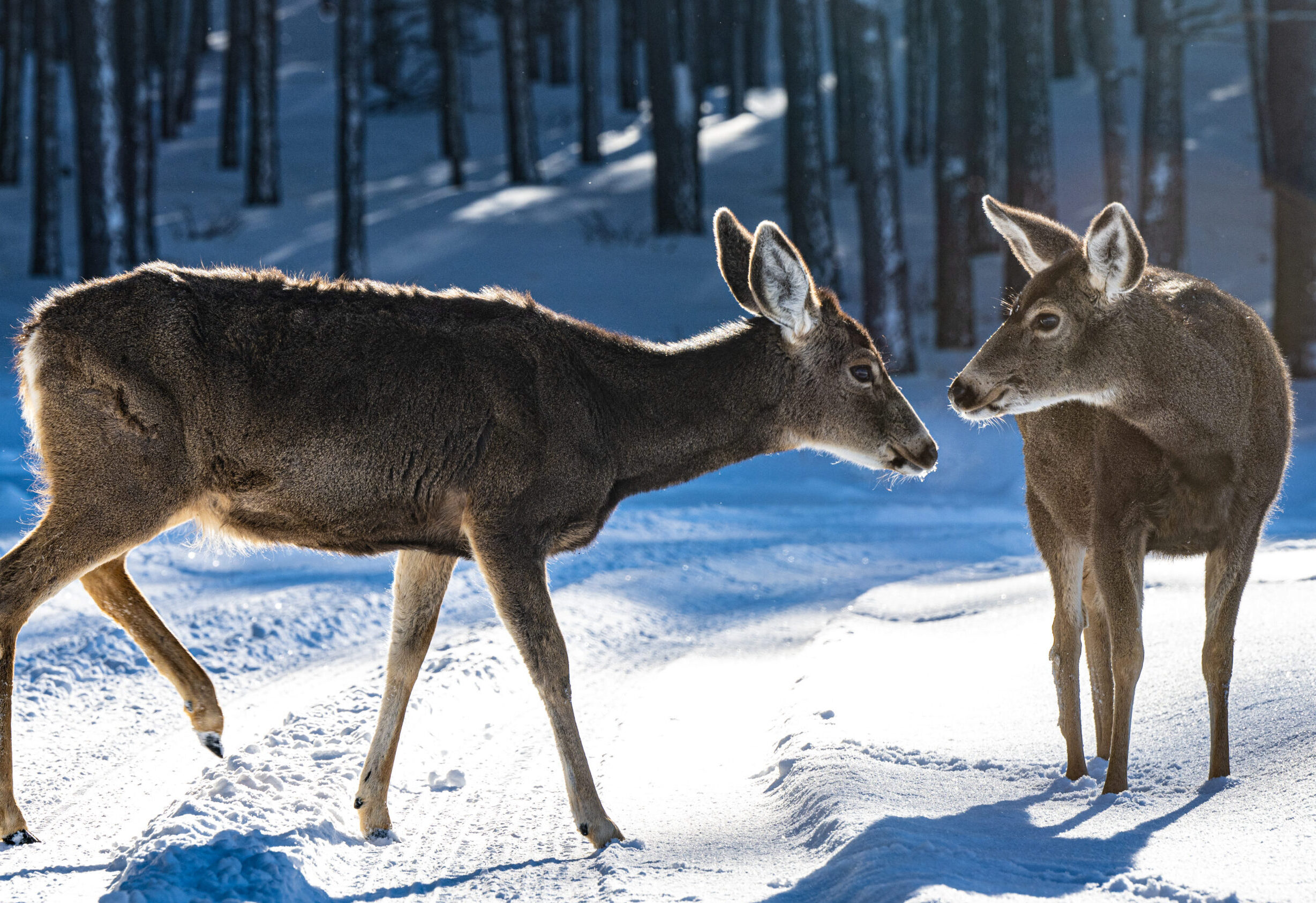 Mule Deer sighting in Angel Fire, New Mexico.