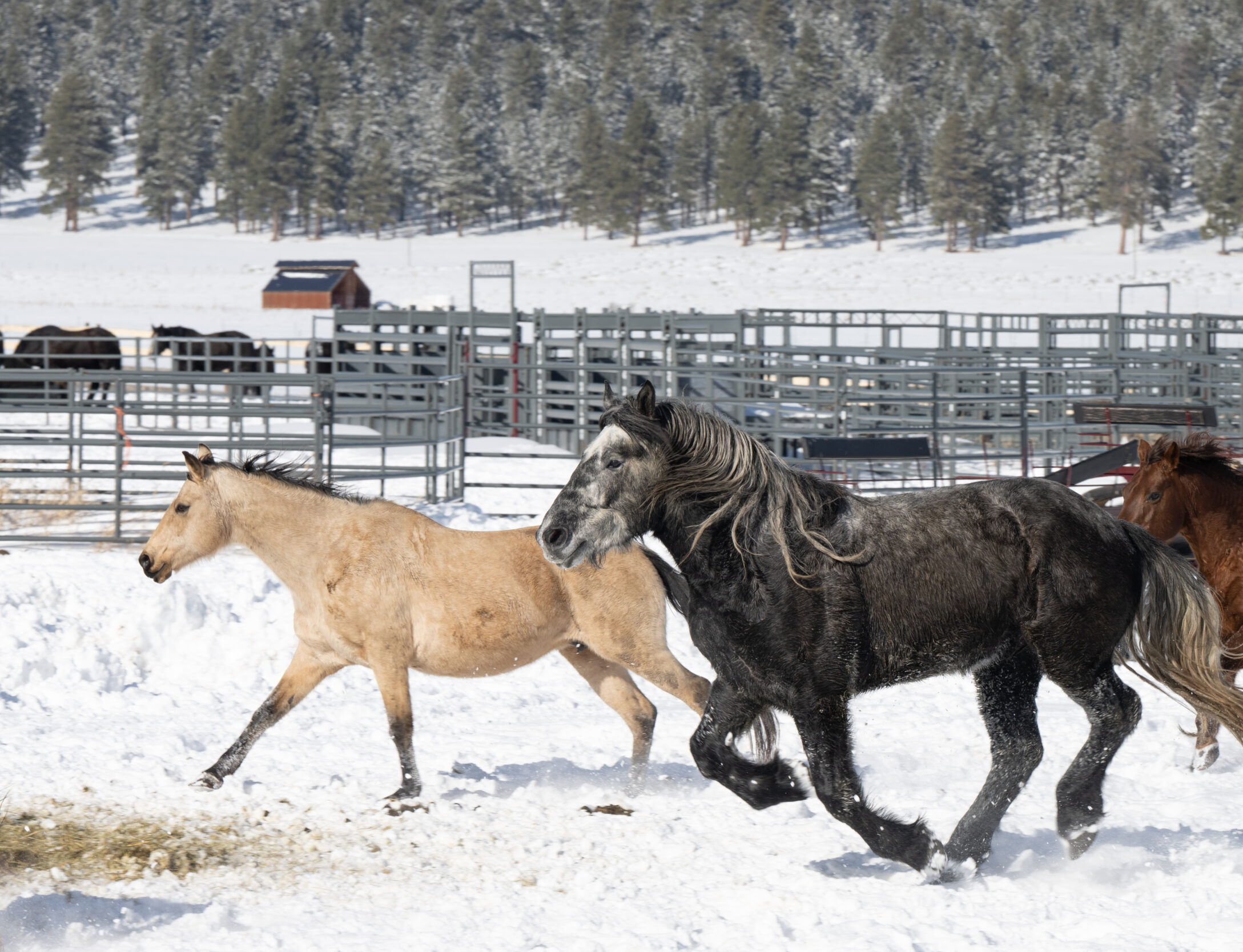 Horseback riding tours available in Angel Fire, New Mexico.